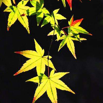 逍遥版部落冲突下载